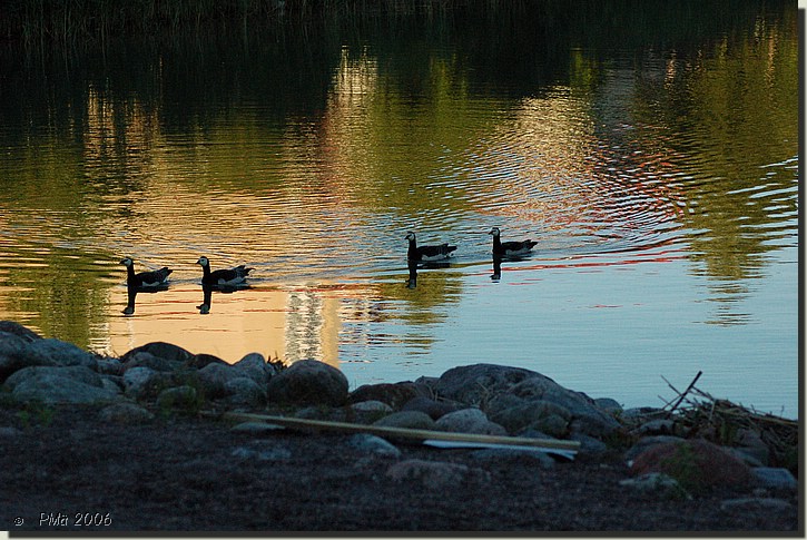 Unikekoholkka_2006 111.jpg