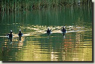 Unikekoholkka_2006 101.jpg