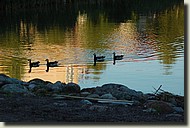 Unikekoholkka_2006 111.jpg