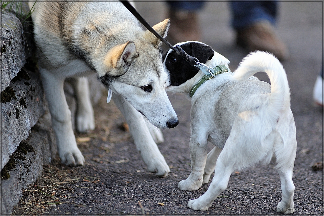 2014-05-06_Maastomestaruus_ (403).jpg