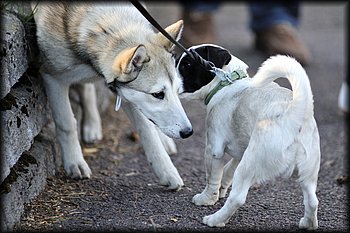 2014-05-06_Maastomestaruus_ (403).jpg