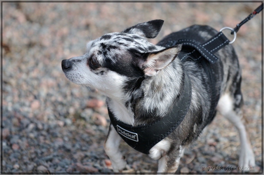 2014-03-30_Ulkokauden_avajaiset (49).jpg