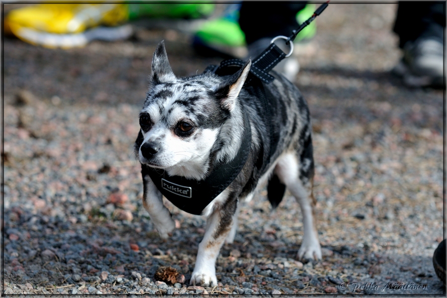 2014-03-30_Ulkokauden_avajaiset (51).jpg