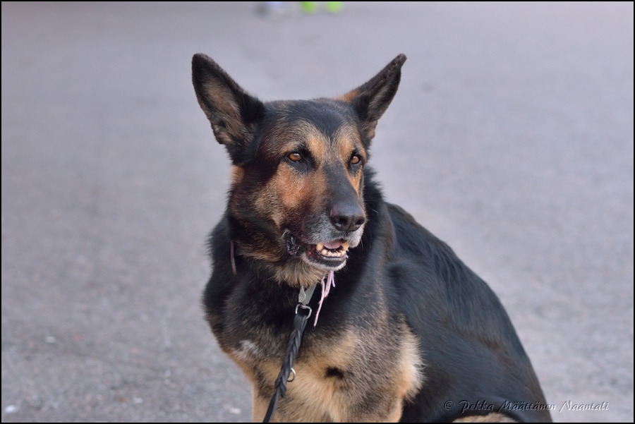 2016-05-03_Maastomestaruus (17).jpg