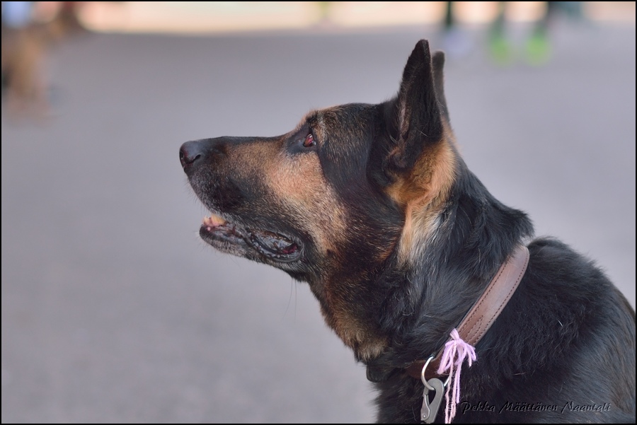 2016-05-03_Maastomestaruus (19).jpg